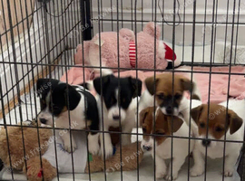 Stunning jackrussells female puppy&rsquo;s