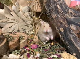 Hamster and enclosure