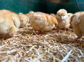 Female chicks available