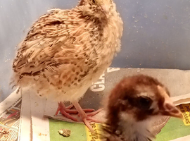 orphan  cortunix quail
