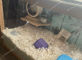 8 hamsters