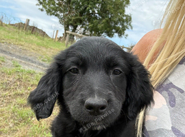 Golden Retriever x Sprollie