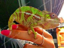 Mitsio Panther Chameleon CB26 Male