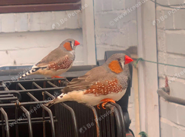 male finches 7 months old