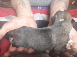Akita puppy's for sale