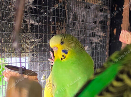 Baby budgies available now