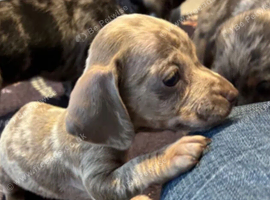 8 MINI DACHSHUND PUPS