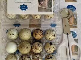 Gorgeous selection of quail eating eggs availiable!
