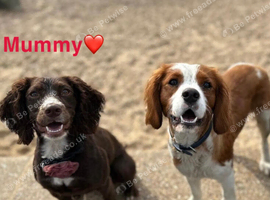 3 beautiful puppies from our family spaniels