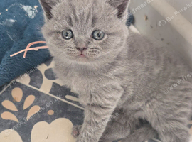 Four british shorthair kittens