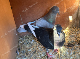 Various pigeons for sale