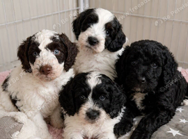 Best of Both Worlds Cockapoo x Goldendoodle