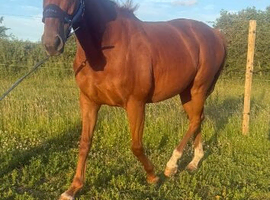 15.3h chestnut gelding