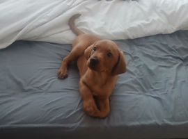 Labrador for sale