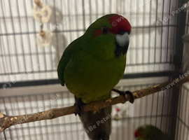 2 male kakarikis