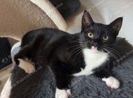Female kitten looking for new home