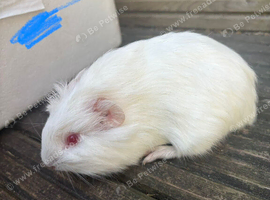 Guinea pigs ready now boys