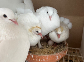 Baby fantails