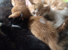 ONLY 2 Kittens Left. Black. Black and white.