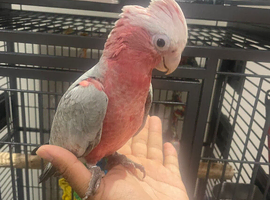 Galah cockatoo