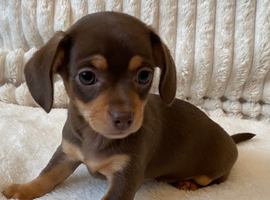 Gorgeous Chocolate Chiweenie Puppies - Ready Now
