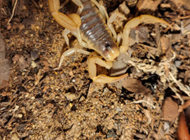 Giant Hairy Scorpion