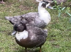 2 x female call ducks for sale