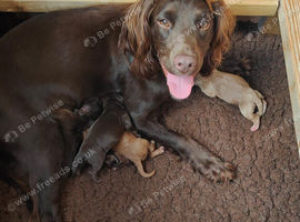 Working Cocker Spaniel Puppies - KC Registered