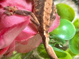 Baby crested geckos