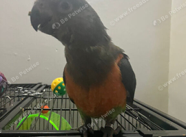 Babys Senegal parrots