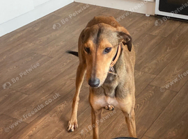 Lurcher puppies
