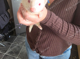 Adorable & Super Friendly 11-Week-Old Albino Jill Kit (Noodles) Looking for a 5★ Home