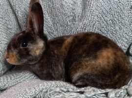 Rex Rabbit  babies for sale