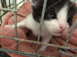 Kitten