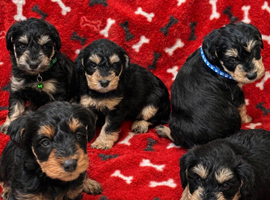 Well bred Schnoodle puppies