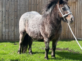 Shetland driving mare