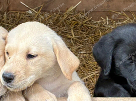 Pure yellow and black Labradors ready now.