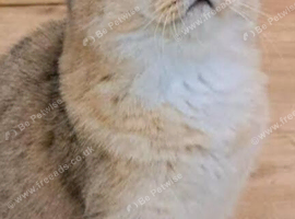 GCCF Bi-colour kittens