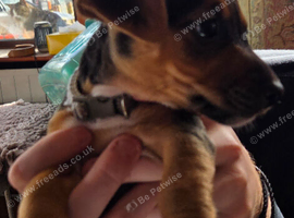 Black and tan Jack Russells