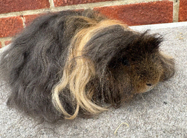 Rare Alpaca Guinea pig boar 5 mths