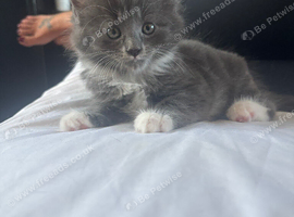 Ragdoll cross Russian blue