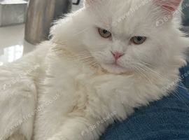 Beautiful Fluffy Male