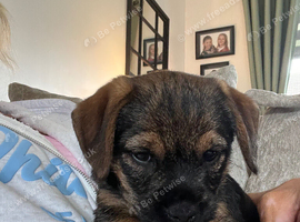 Beautiful border terrier pups