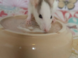 Beautiful mixed gender baby rats