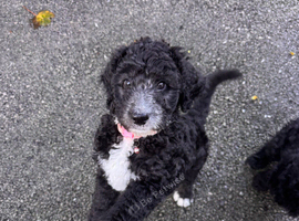 Pyre doodle ( Pyrenees x standard poodle ) Sheepadoodle ( old English sheep dog x Standard poodle)