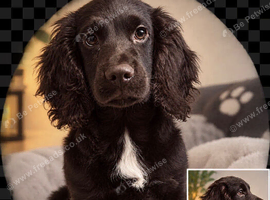 Cocker spaniel mixed cockapoo