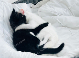 Last ragdoll cross domestic kitten tuxedo black and white female