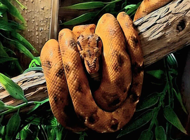Juvenile amazon tree boa.