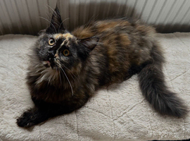 TICA & GCCF Main Coon