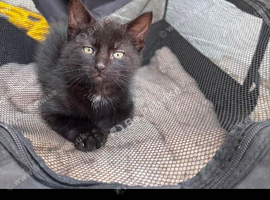 Beautiful friendly young kittens